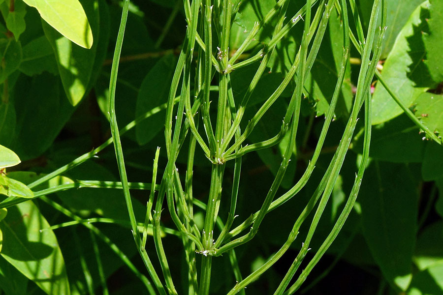 Equisetum arvense / Equiseto dei campi
